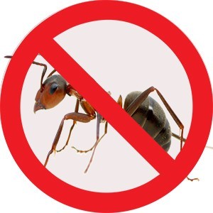 10 วิธีไล่มด ทริคง่ายๆที่ทำได้จริง